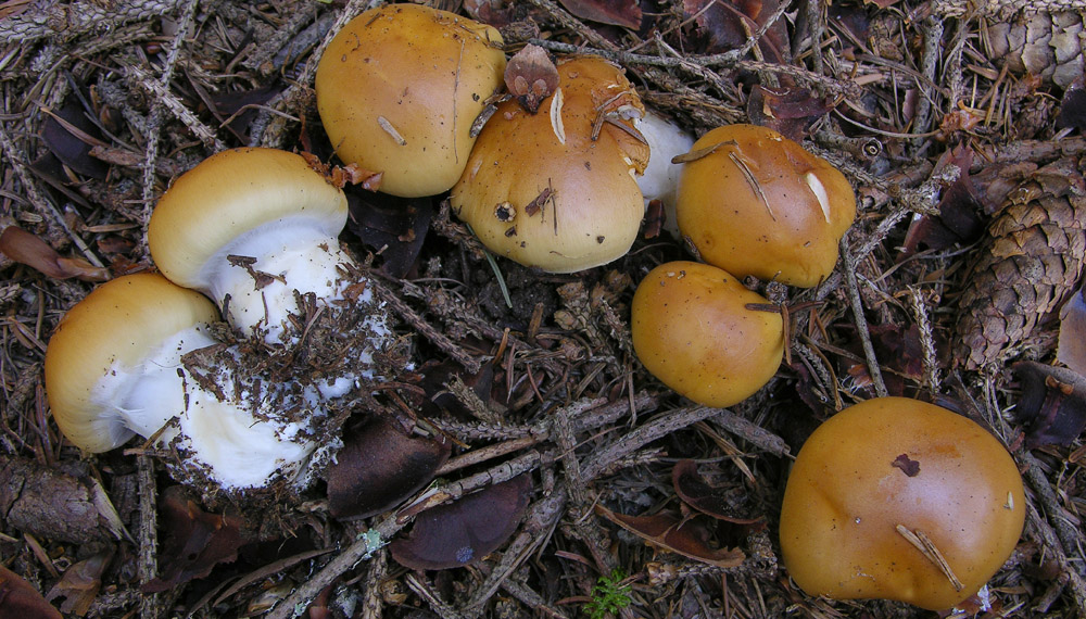 Cortinarius varius (Schaeff.) Fr.